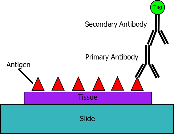 lifeasible's tweet photo. Protein Subcellular Localization in Plants
Lifeasible provides powerful approaches for the precise tracking of protein residing in plant cells.
https://t.co/1nsVDFkxXO https://t.co/Bbc2GjjssN