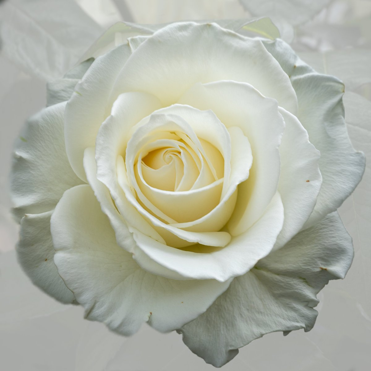 Marigol95519063's tweet photo. "Inhale"
5 ed - 9 xtz
#FlowersOnFriday

🔗 https://t.co/ZkIRskuRJE