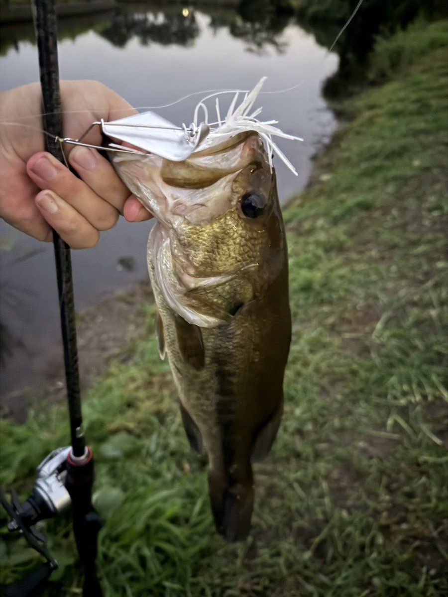 YFISHING52's tweet photo. 細いけど40くらいの~
 
上の板抜いたんだな 

2ヶ月近くぶりのおかっぱりバズ1つで30分で2匹釣れりゃ上出来だろ  やっぱこの時期はバズですね〜 https://t.co/yeIVHx9Qql