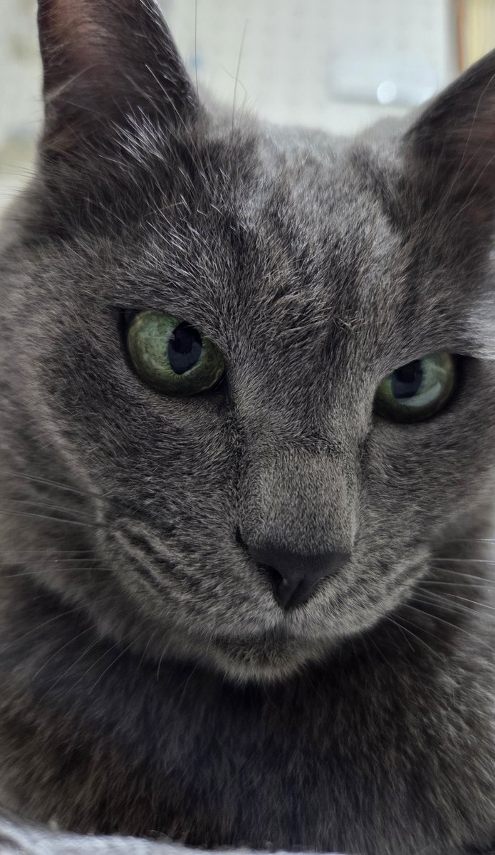 n_n737's tweet photo. シアン:何見てるの？

#猫との暮らし 
#猫好きさんと繋がりたい
#猫のいるしあわせ https://t.co/kurAvdt3Kb