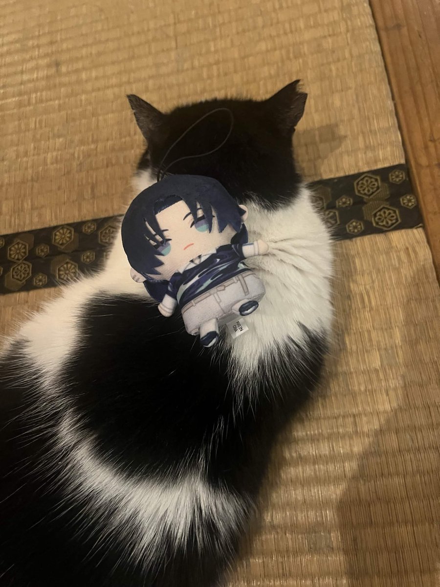 yanai5515's tweet photo. 🐱 https://t.co/zicDhOv6qt