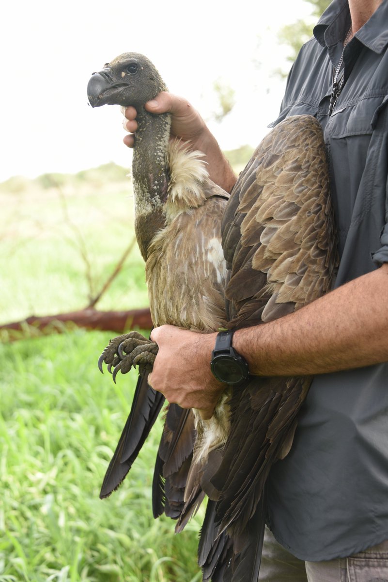 gingosamuel's tweet photo. Meet one of Africa's highest-flying birds.
This juvenile Rüppell's Griffon Vulture (Gyps rueppelli) was photographed in South Sudan's Boma–Badingilo Migratory Landscape.
Famous for reaching extraordinary altitudes, this critically endangered scavenger plays a vital role in the Great Nile Migration ecosystem by cleaning up carcasses and helping prevent the spread of disease.
Every species in Boma–Badingilo tells a story, and this young griffon is part of one of Africa's greatest wildlife landscapes.
#SouthSudanIsOpen #BomaBadingilo #GreatNileMigration #RuppellsGriffonVulture #VisitSouthSudan

📷 Marcus Westberg | National Geographic
