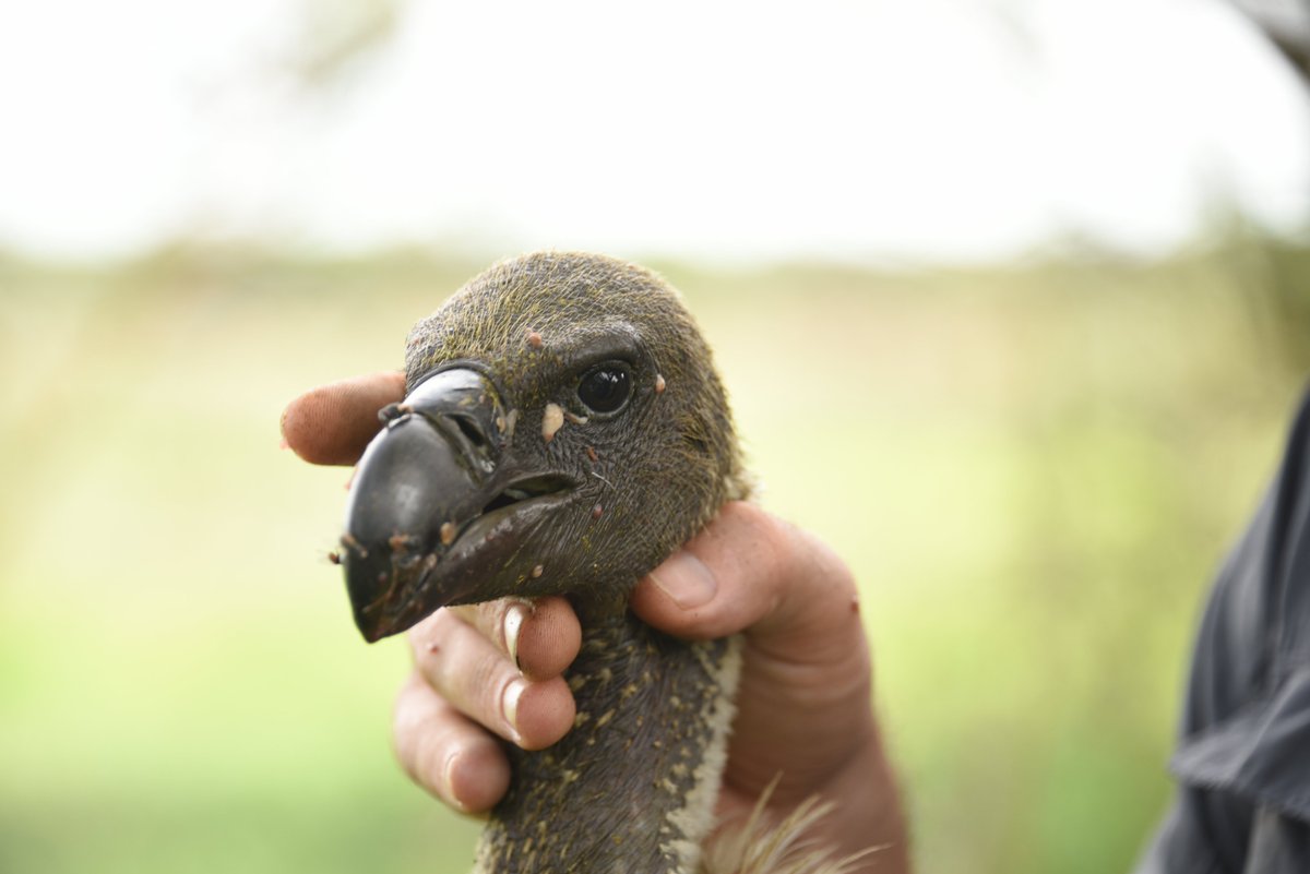 gingosamuel's tweet photo. Meet one of Africa's highest-flying birds.
This juvenile Rüppell's Griffon Vulture (Gyps rueppelli) was photographed in South Sudan's Boma–Badingilo Migratory Landscape.
Famous for reaching extraordinary altitudes, this critically endangered scavenger plays a vital role in the Great Nile Migration ecosystem by cleaning up carcasses and helping prevent the spread of disease.
Every species in Boma–Badingilo tells a story, and this young griffon is part of one of Africa's greatest wildlife landscapes.
#SouthSudanIsOpen #BomaBadingilo #GreatNileMigration #RuppellsGriffonVulture #VisitSouthSudan

📷 Marcus Westberg | National Geographic