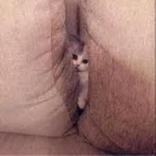TreySTK's tweet photo. This is Pussy Coin,

HIMS offers not only products for men, but products for women too

The full name of the company is HIMS &amp; HERS

So if RH wants to roll with the boner, we will run one higher on Solana.

Pairing the $PUSSY with HIMS

(Chill it's just a kitty) https://t.co/ZXdiC1rvms