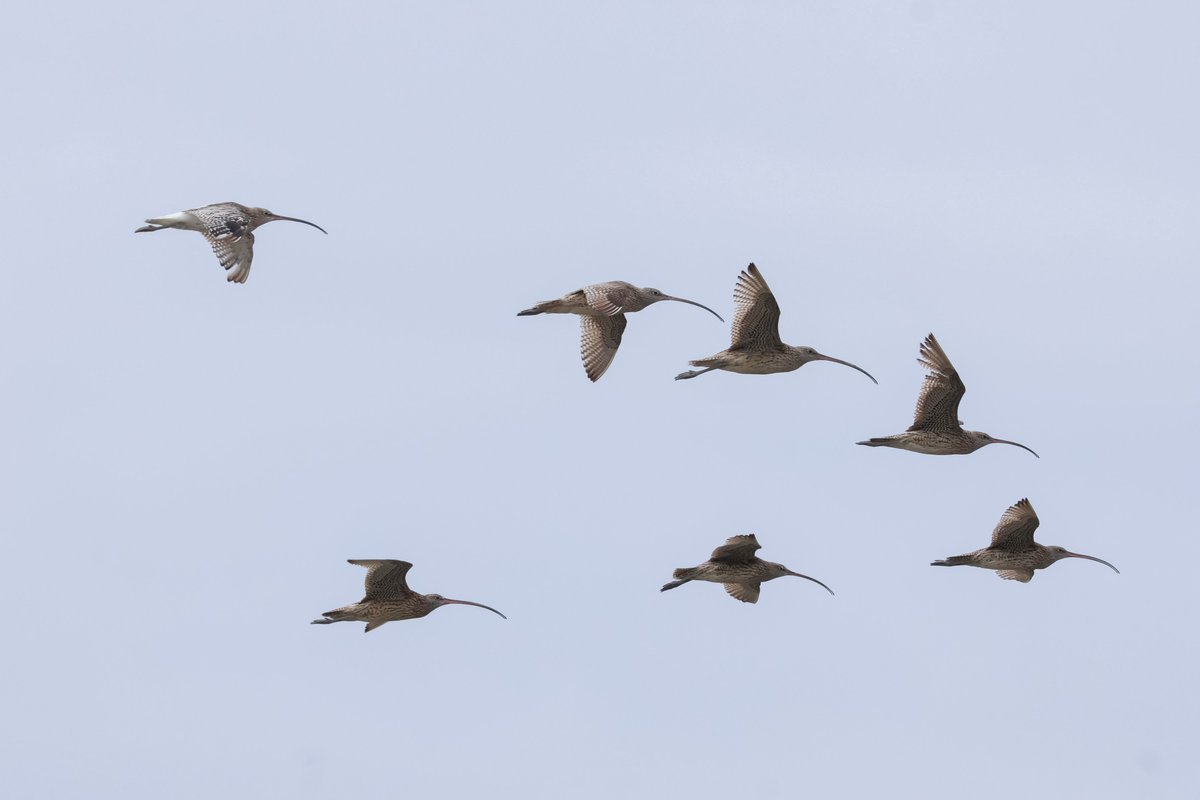 IYatyou91308's tweet photo. 九州で2日間鳥を見てきた
珍しいものはいなかったが、シギチのみで34種、全てで92+3種と充実したものになった
シギチを真面目に見始めて4シーズン目となるが、確実に力が付いていることが分かって嬉しかった https://t.co/TBf2nDF7e9