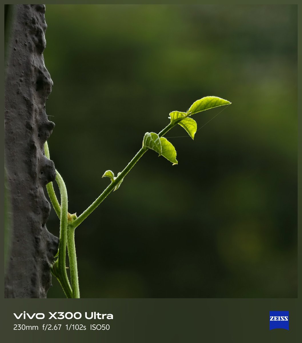gauravh1's tweet photo. Nature finds a way!
#ShotOnSnapdragon #ShotOnViVO
#vivoX300Ultra #Zeiss #Macro #TeleMacro https://t.co/7tw32B3yaE