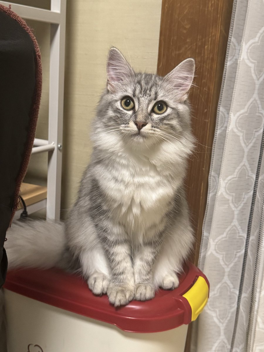 yuji_tnk's tweet photo. ﾄﾞﾔｧ🐱 https://t.co/NceVrYJNqa
