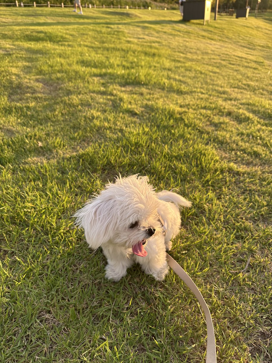 callmeshiro510's tweet photo. お散歩🐾夕焼けが綺麗だね〜 https://t.co/e8ZqNydlIR