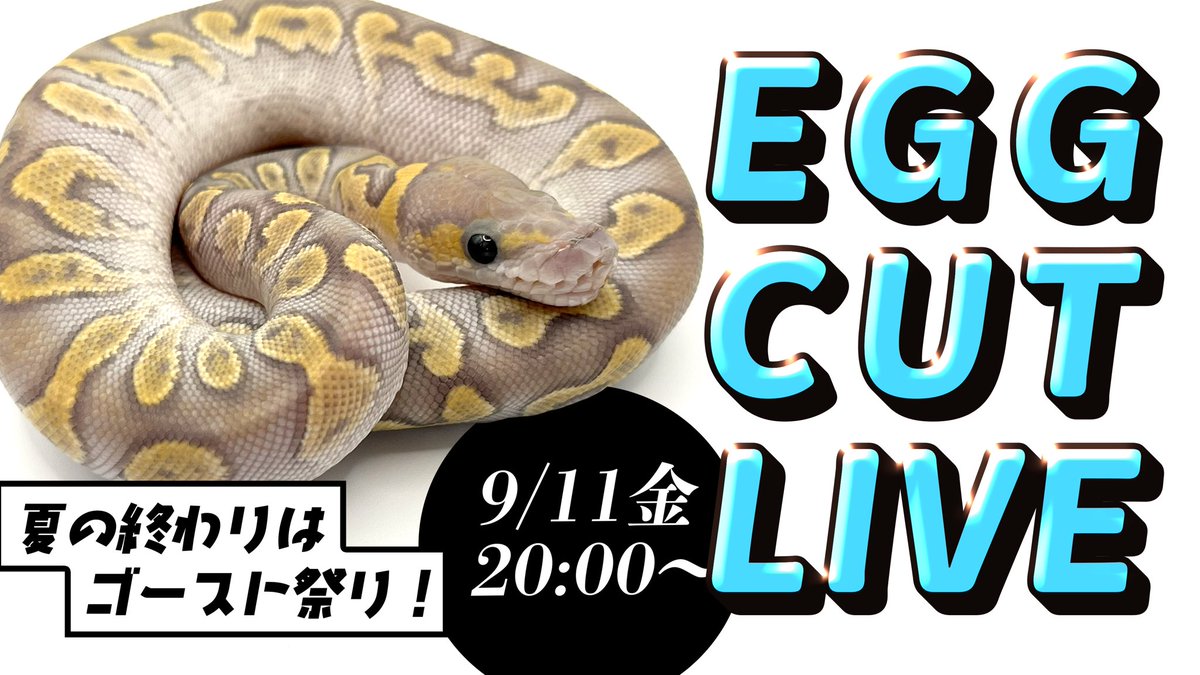 ballnozaregoto's tweet photo. 本日20:00よりゴースト👻クラッチのエッグカットをyoutubeにてライブ配信致します🔥

今回は2クラッチカット致します💪

以下のチャンネルより配信致しますので、是非チャンネル登録宜しくお願いします😊
https://t.co/seviXptXKL @YouTube https://t.co/LUp2Sqbsm4
