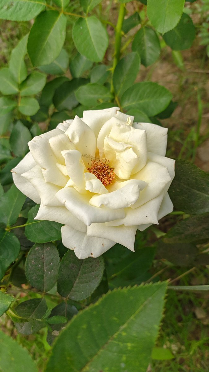 HiyaJafrin's tweet photo. Today is #FlowerOnFriday

Drop the last flower photo you took💐 https://t.co/JgRgPMuTYZ