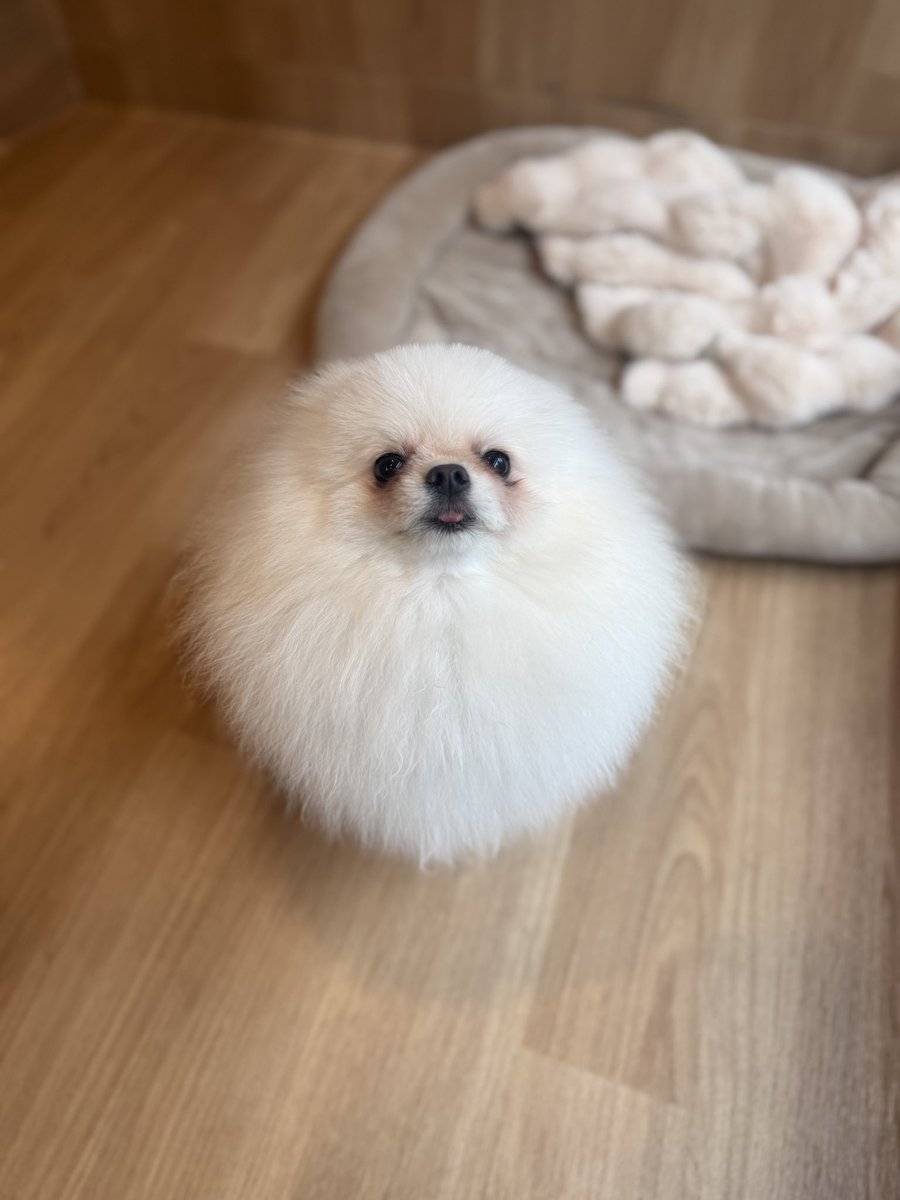 poochies11's tweet photo. 今日も　仲良し　兄妹さん

#POOCHIES #プーチーズ #プードル #ポメラニアン #トリミング #シャンプー #ペットサロン #大鳥商栄会  #目黒 #下目黒 #tokyo #japan #dog #grooming #doglife #doglover #cutepet https://t.co/4WHIFfFiDg