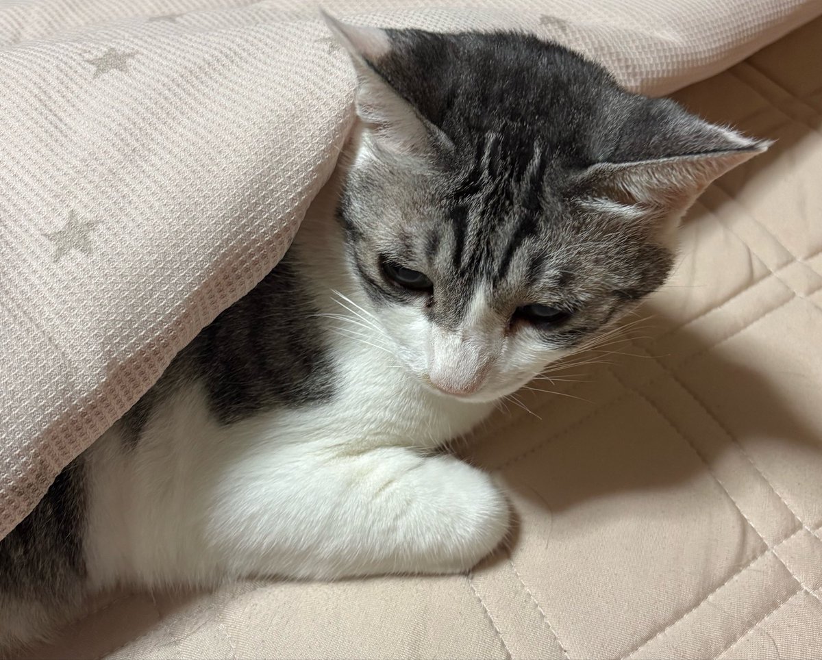 hika_jun_asa's tweet photo. 今日はびびちゃん11回目のうちの子記念日🥰
この子がいてくれるから、私の日々が輝ける✨️
 #猫好きさんと繋がりたい
 #猫のいる暮らし https://t.co/0uHRi3INlO