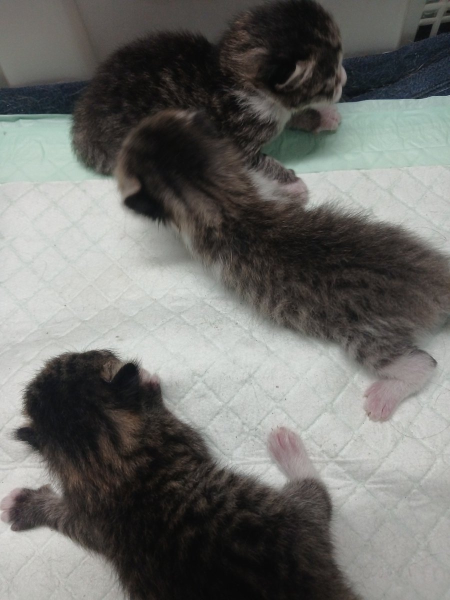 whimsiqcal's tweet photo. @eeppilow woi say hi sama my do-re-mi :* https://t.co/hQrglRzZao