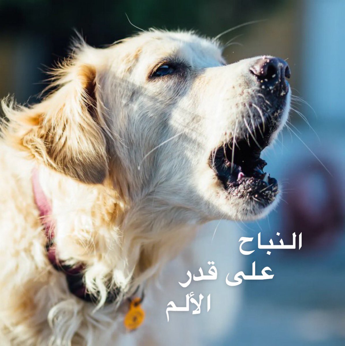 SS07501399's tweet photo. @oufkir_mohammed الجزائر تقطع علاقاتها مع الإمارات و الكلب الموغريبي ما دخل له ههههههه ابن العا….رة https://t.co/iA42k4VumN