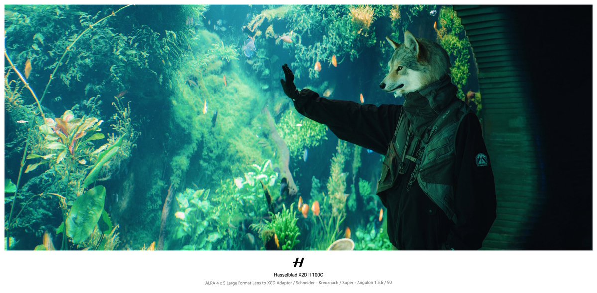 airlemi's tweet photo. 🐺@DOUGLAB_Ashen
#hasselblad #hasselblad_X2D #Large_Format_Camera #Schneider #fursuit #fursuit_photography #furry https://t.co/52A0DSRhPA