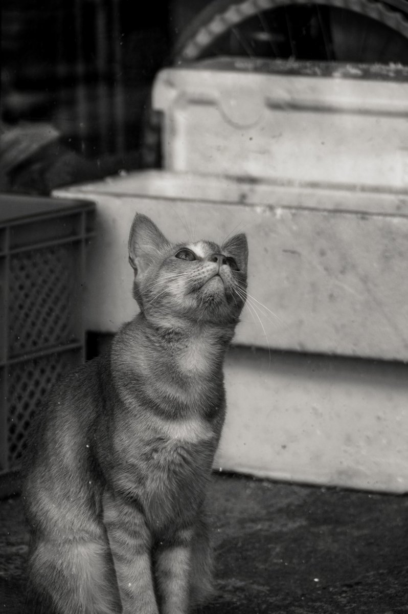 Roux_RT's tweet photo. 路地裏の憧憬

#PENTAX K-3 https://t.co/lwQxgEWhLw