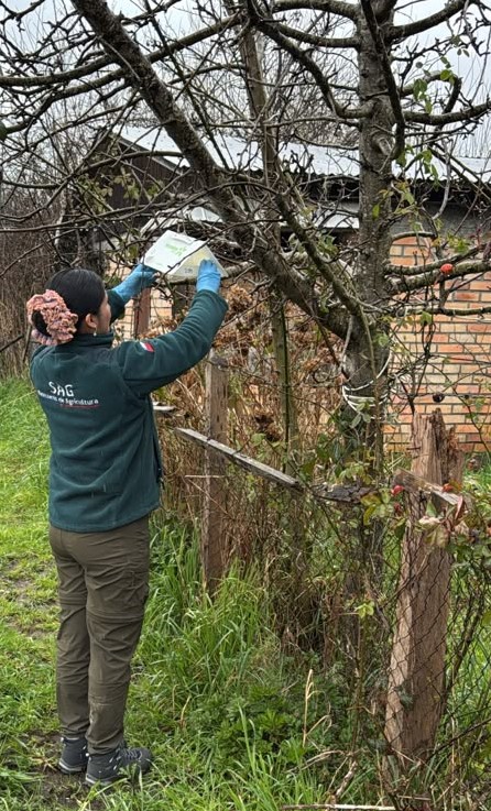 sagchile's tweet photo. 📍 @sagchile #LosLagos instala trampas para detectar tempranamente la polilla del racimo de la vid, Lobesia botrana, en #Purranque, #PuertoOctay y #RíoNegro. Esta red fortalece la vigilancia sanitaria y permite actuar oportunamente ante su eventual detección. https://t.co/XMnKUACRMO