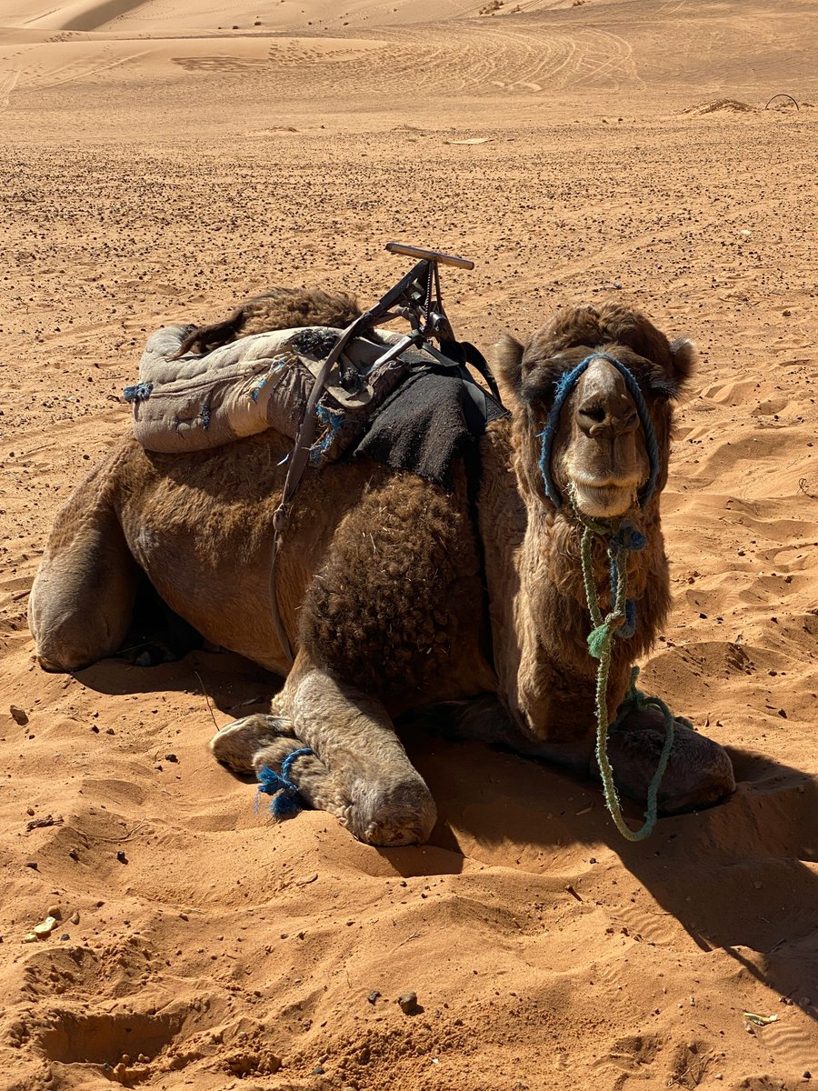 exploreittours's tweet photo. Dreaming of golden dunes, camel rides, ancient cities, and nights under the Sahara stars? 🐪✨

Explore unforgettable private tours with friendly local guides.

Plan your adventure: https://t.co/rIfmbYxUBk

#ExploreItTours #SaharaAdventure #DesertTour #Travel https://t.co/RZiObfpQN6
