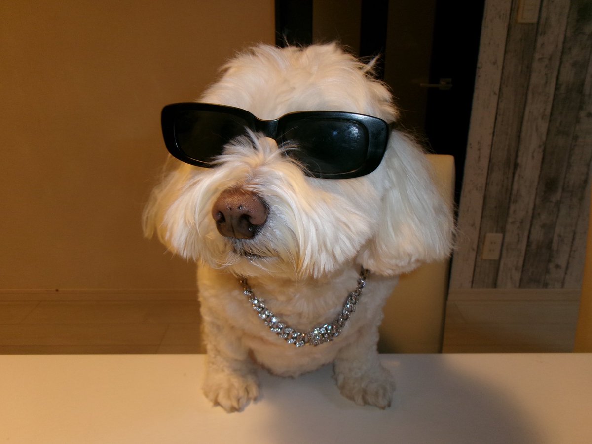 sayapp26's tweet photo. 我が家のセレ��犬 https://t.co/mwjE96xx5U