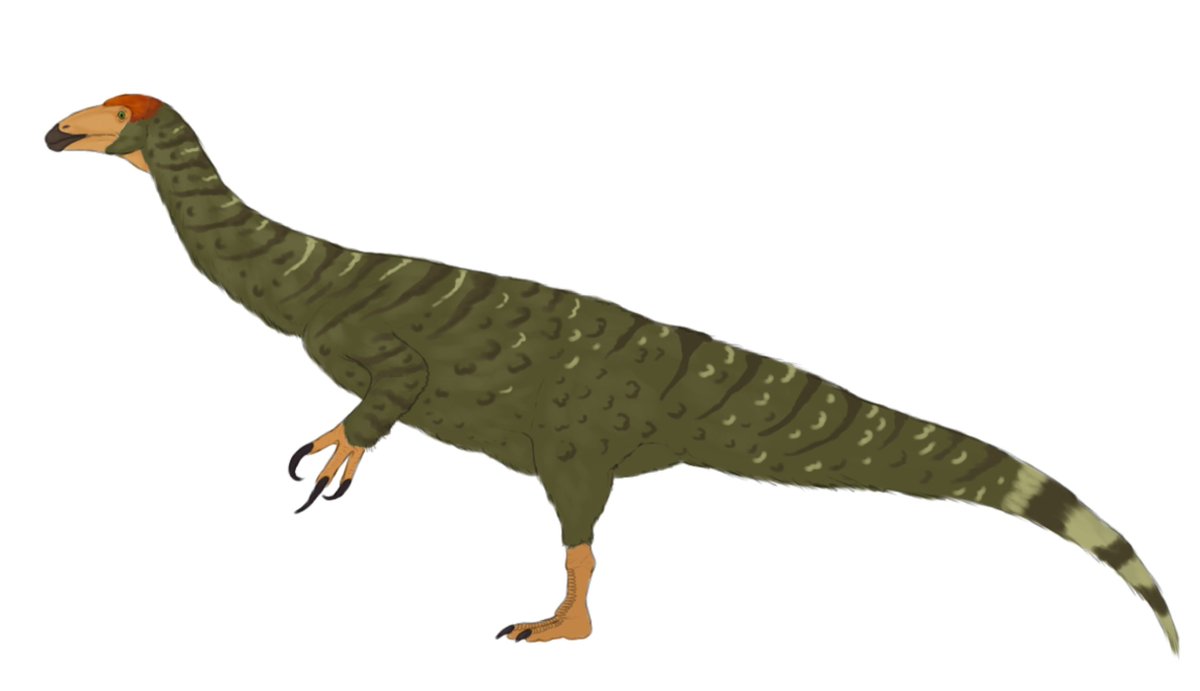 alphaxenopete82's tweet photo. The latest therizinosaurian on the block.. Kayrasaurus changliensis

#paleoart #kayrasaurus #therizinosaurus #dinosaur https://t.co/2Io9MGawmj