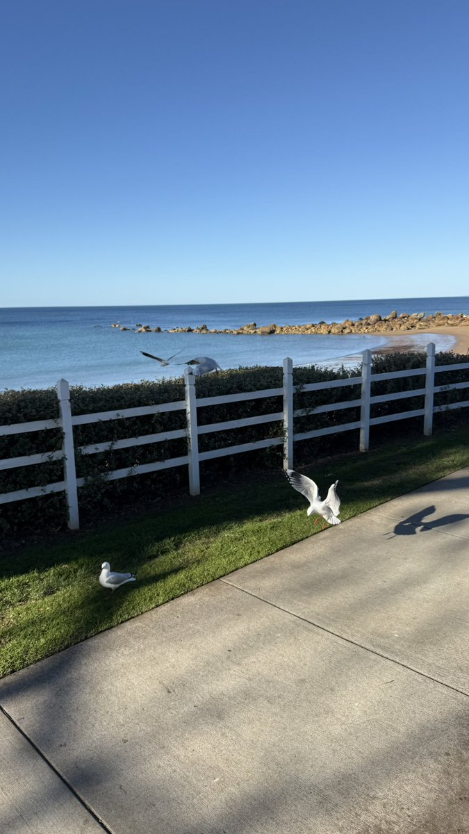wapple15's tweet photo. A #SeagullReport from #Penguin TAS ๐ฆ๐บ and donโt think the absurdity of that bird-off hasnโt made me smile. ๐Definitely not-the #UsualSeagull featured here. #FeatherFriday https://t.co/25TEYdONQP