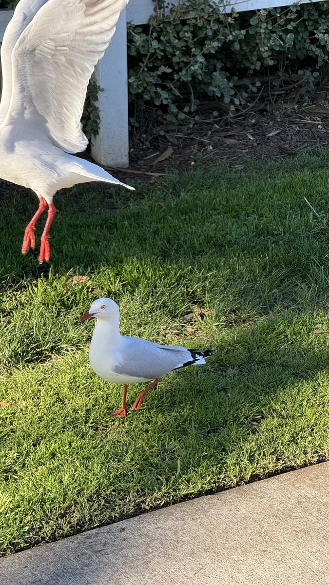 wapple15's tweet photo. A #SeagullReport from #Penguin TAS ๐ฆ๐บ and donโt think the absurdity of that bird-off hasnโt made me smile. ๐Definitely not-the #UsualSeagull featured here. #FeatherFriday https://t.co/25TEYdONQP