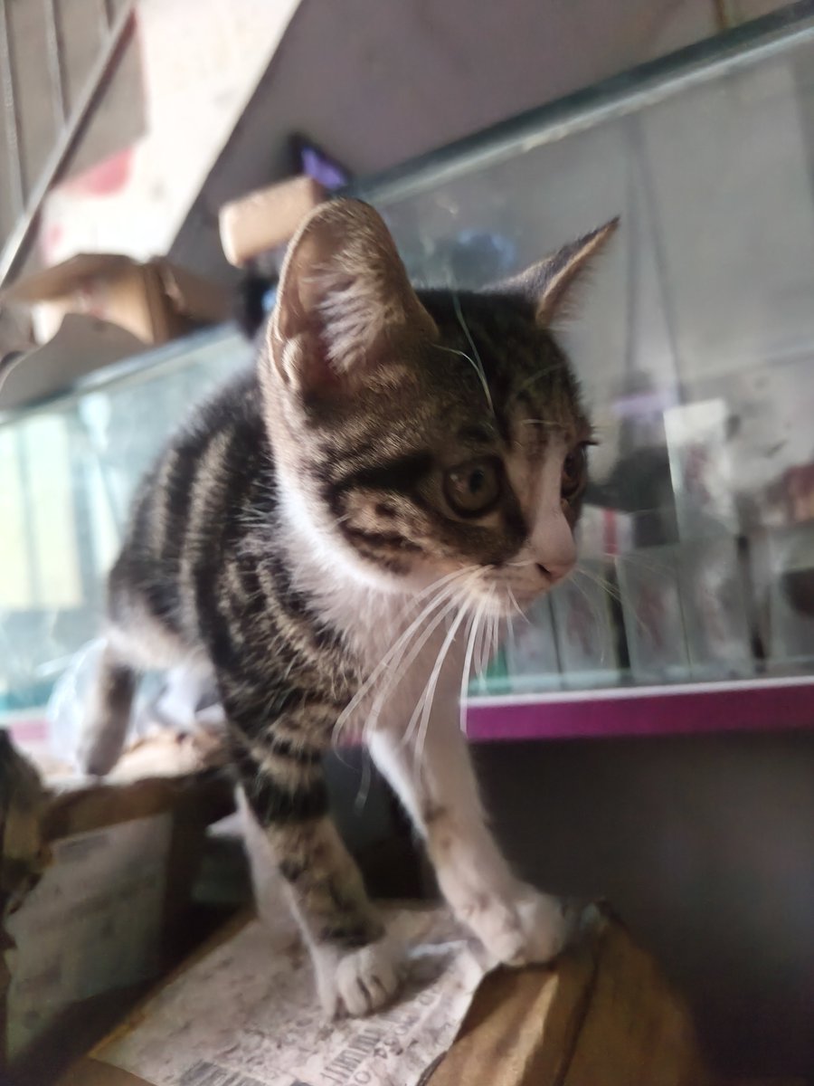 yanyang9527's tweet photo. 校猫 https://t.co/fLv0y0MopT