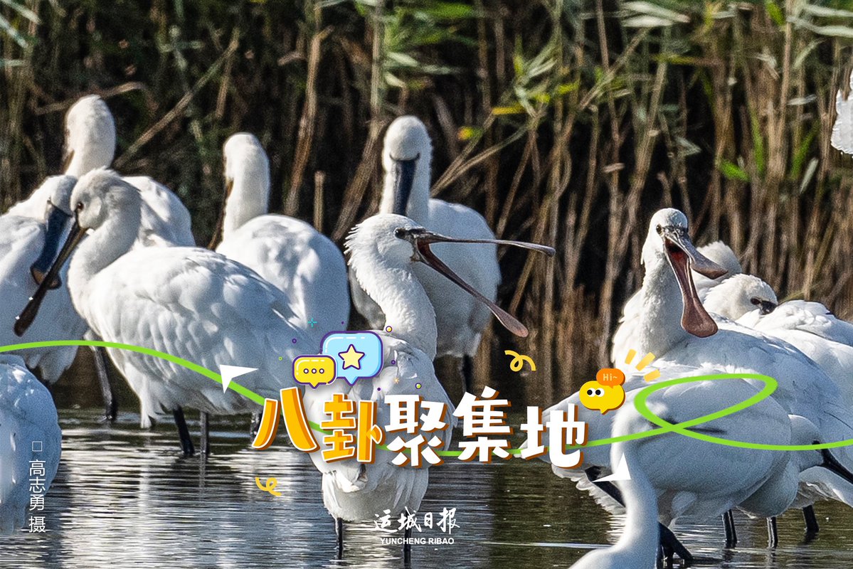VYuncheng's tweet photo. 【运城鸟谱长卷之白琵鹭】
作为中国国家二级保护野生动物，白琵鹭是辨识度极高的大型水鸟，体态修长素雅。
它最独特的标志便是扁平修长、末端膨大的黑色长喙，形似传统乐器琵琶，也宛若一把精巧的汤勺，“白琵鹭”之名便由此而来。 https://t.co/kjmOYw9rbI