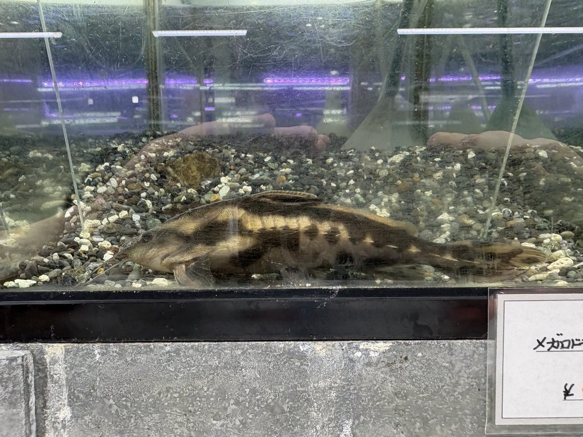 S_Pisces2026's tweet photo. 16cm±
ドラスのなかでも人気種！ https://t.co/TSgq1Be3SU