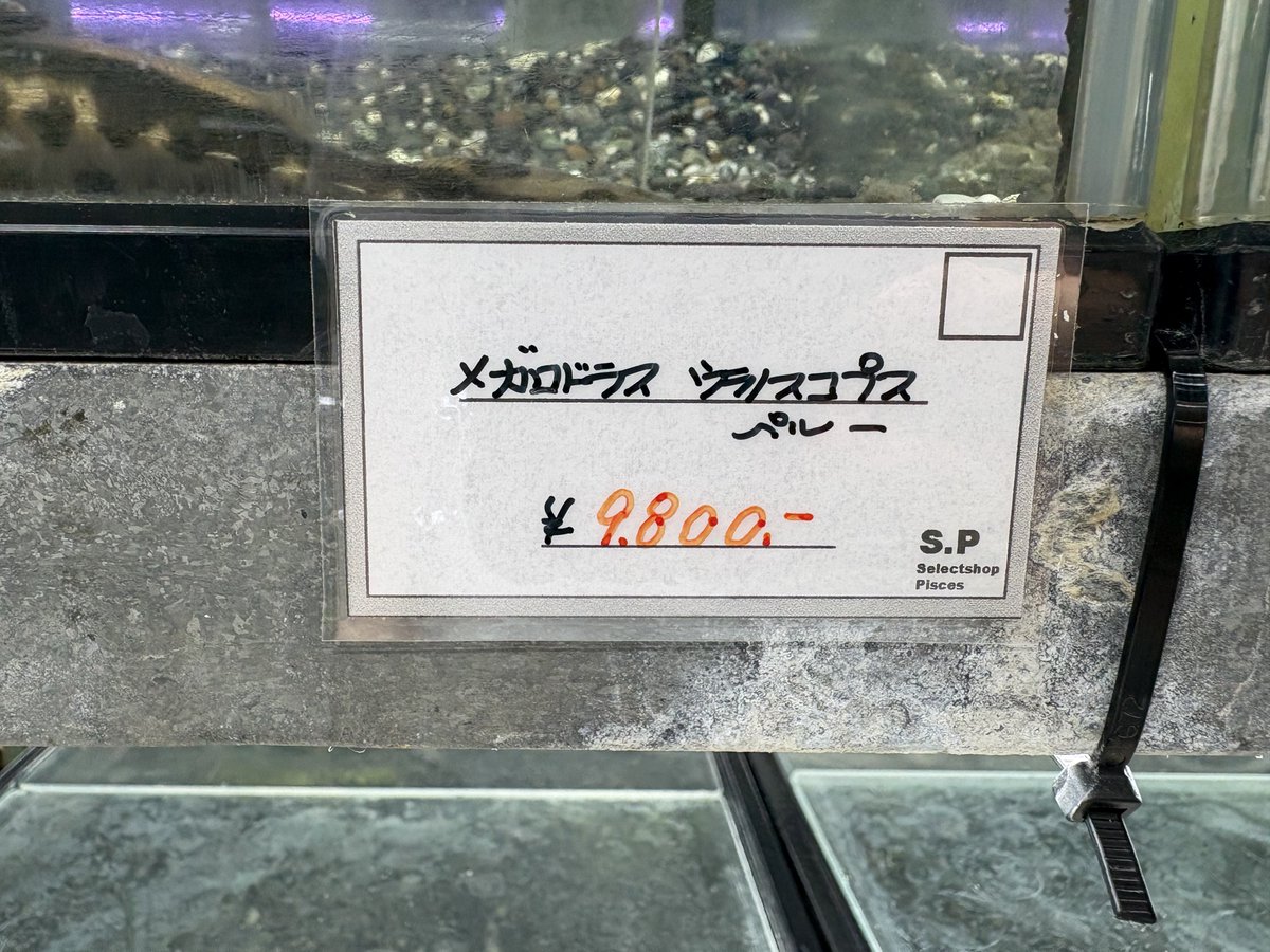 S_Pisces2026's tweet photo. 16cm±
ドラスのなかでも人気種！ https://t.co/TSgq1Be3SU