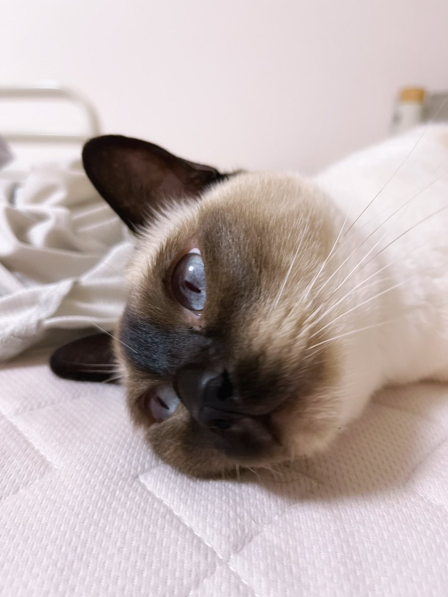 neko_mameeee's tweet photo. 額にアンテナがささってる！ https://t.co/r30BSQ4VTF