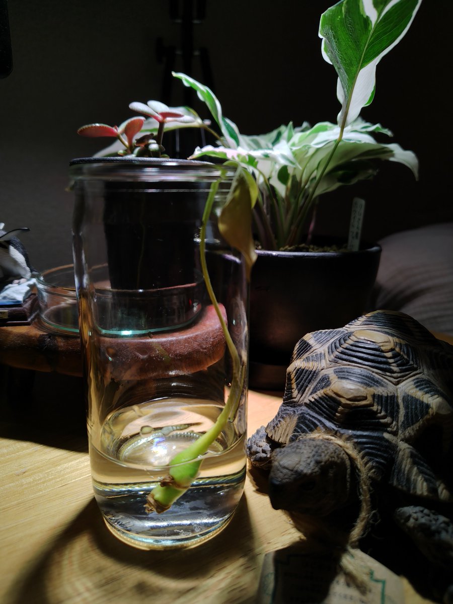 aburana01's tweet photo. 2026.9.1
これは可哀想な実生モンステラのデリシオサです。なんか暗くし���ムーディな感じで撮影しとるが、根っこが枯れ落ちて葉っぱも茎もシオシオになっている。昨年夏から冬にかけて水やりをサボったうえ、ちゃんと植わってなくて根っこが張れずにこれです。こう見えて2歳半😭 https://t.co/itzcdWmMpJ