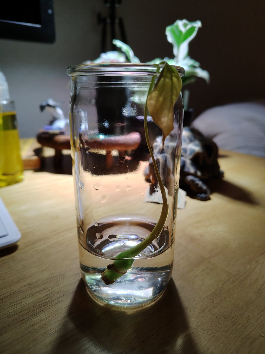 aburana01's tweet photo. 2026.9.1
これは可哀想な実生モンステラのデリシオサです。なんか暗くし���ムーディな感じで撮影しとるが、根っこが枯れ落ちて葉っぱも茎もシオシオになっている。昨年夏から冬にかけて水やりをサボったうえ、ちゃんと植わってなくて根っこが張れずにこれです。こう見えて2歳半😭 https://t.co/itzcdWmMpJ