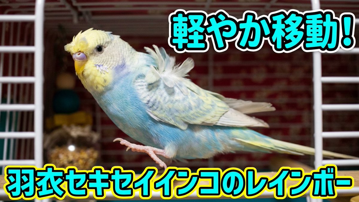 lpqol's tweet photo. 【動画投稿】軽やかに右往左往する新入り羽衣セキセイインコのレインボー（オス♂・生後４ヶ月）－カゴの中の様子（３５８）https://t.co/zjJn690c9g #YouTube #セキセイインコ #小鳥 https://t.co/dNKBZY9pTh