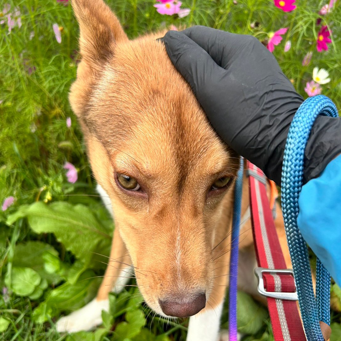 shipponokai's tweet photo. 【生粋の野犬の子、ミカン飼い主募集になりました✨】

ミカンは、2026年5月13日に厚岸町役場から引き取ったライム・スダチと3兄妹の女の子。 現在推定7ヶ月です🌸
引き取り当初は、人との関わりがないまま推定4ヶ月を過ごしていたため、 人を怖がり、拒否し、触ろうとすると咬もうとする様子もありました。
 「人を見ること」「人の存在に馴れること」からのスタートでした。

スタッフとの関係性ができてからは、段階的に試練を乗り越え、 「怖かったけど大丈夫だった」という経験を少しずつ積み重ねてきました。

クレートやケージに自分から入れるようになり、 ハーネスの着脱、お散歩訓練、そして先日ついにシャンプーにも挑戦🧴✨

野犬の子にとって募集前のシャンプーは最後の難関。 シャワーは弱い水圧で、怖い思いにならないよう慎重に。 その後のドライヤーはさらに最難関ですが、弱風で最後まで頑張ってくれました👏✨

【🐾 ミカンの今の様子】
飼い主募集になりましたが、まだ「新しい家族と暮らすための最低限」ができるようになった段階です。

・とても神経質で臆病
・自ら人に寄ってくることはない
・パニック時にはリードを噛み切ろうとすることも
　隙を見て人から逃げようとすることもある

気軽に触れたり、撫でたりできるタイプではありません。 ですが、確実に日々成長し、人との生活を少しずつ学んでいます😌

野犬の子を迎えるということは、 「すぐに懐く犬を迎える」ということではありません。

怖さを乗り越える時間も、できることが増えていく喜びも、 その子の成長を一緒に見守ることも含めて“家族になること”だと思っています。

ミカンには、落ち着いた家族構成・環境が向いています🏠 ゆっくり時間をかけて、根気強く向き合ってくださる方との出会いをお待ちしています。

【🍂 来週末9/19(土)・20(日)はオープンデイ開催！】

どなたでもご参加いただける 「しっぽの会 わんにゃん まるごと見学オープンデイ」です。
🔗 https://t.co/dNxNcer38B

初秋の空気が心地よく、動物たちもゆったり過ごしています。 ぜひ、しっぽのワンニャンに会いにいらしてください♬

#保護犬 #保護犬と暮らす #保護犬を家族に #hokkaidoしっぽの会 #飼い主さん募集 #長沼町 #北海道