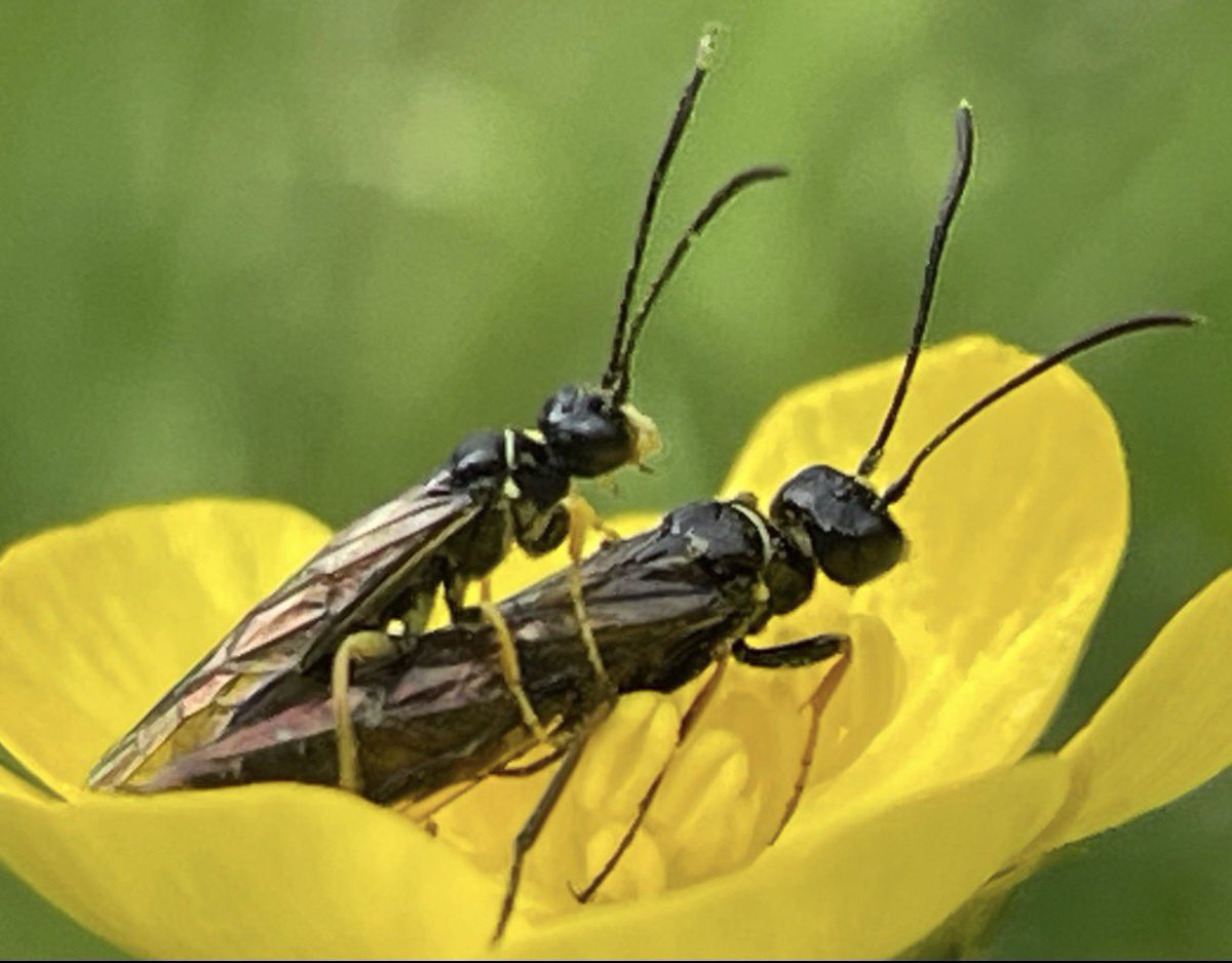 NorwaySkandin's tweet photo. #Insekt #Insekten #Wespe #Natur #nature #Sommer
#summer #insects #insect #FrivolerInsektenFreitag
Drei Fotos: Ein Pärchen von Halmwespe, Gattung Cephus (?) sitzt auf einer Blüte von einer Butterblume.
Fotos aus dem Archiv vom Mai 2024. https://t.co/PVWT1f0CBn