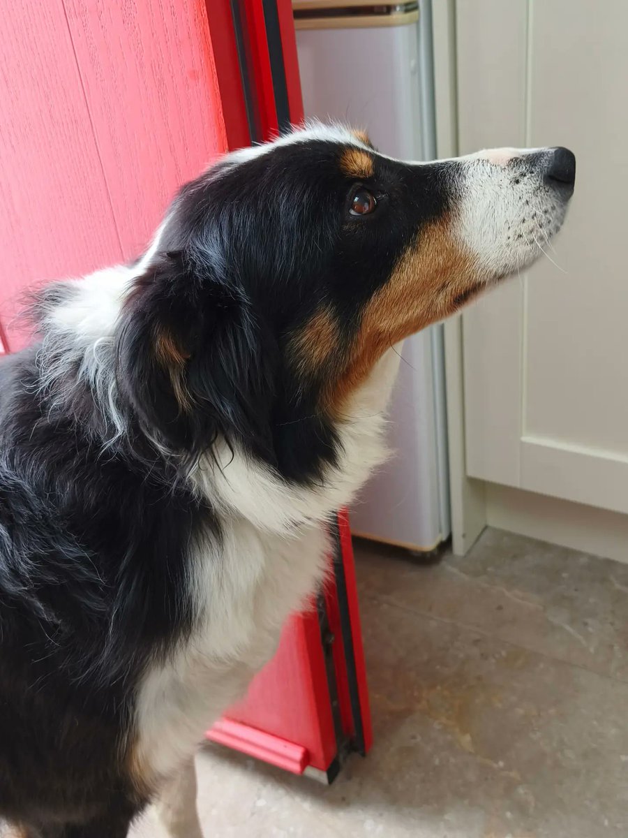 IraFinebercix's tweet photo. This is Nell. She was lovely and often visited for scratches. She loved one of us more because one person had a magic hand that gave fantastic scratches. https://t.co/l27VLCbW1Y