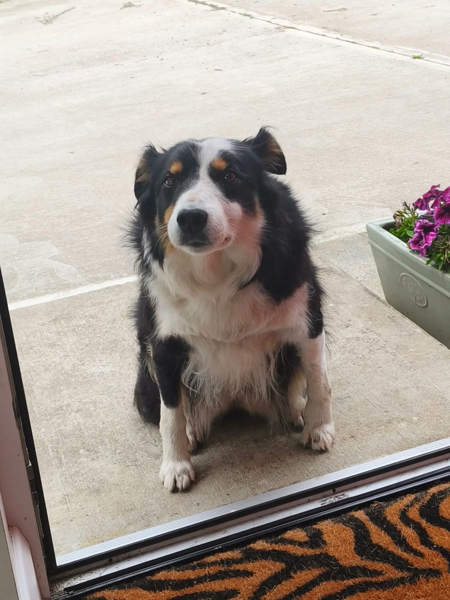 IraFinebercix's tweet photo. This is Nell. She was lovely and often visited for scratches. She loved one of us more because one person had a magic hand that gave fantastic scratches. https://t.co/l27VLCbW1Y