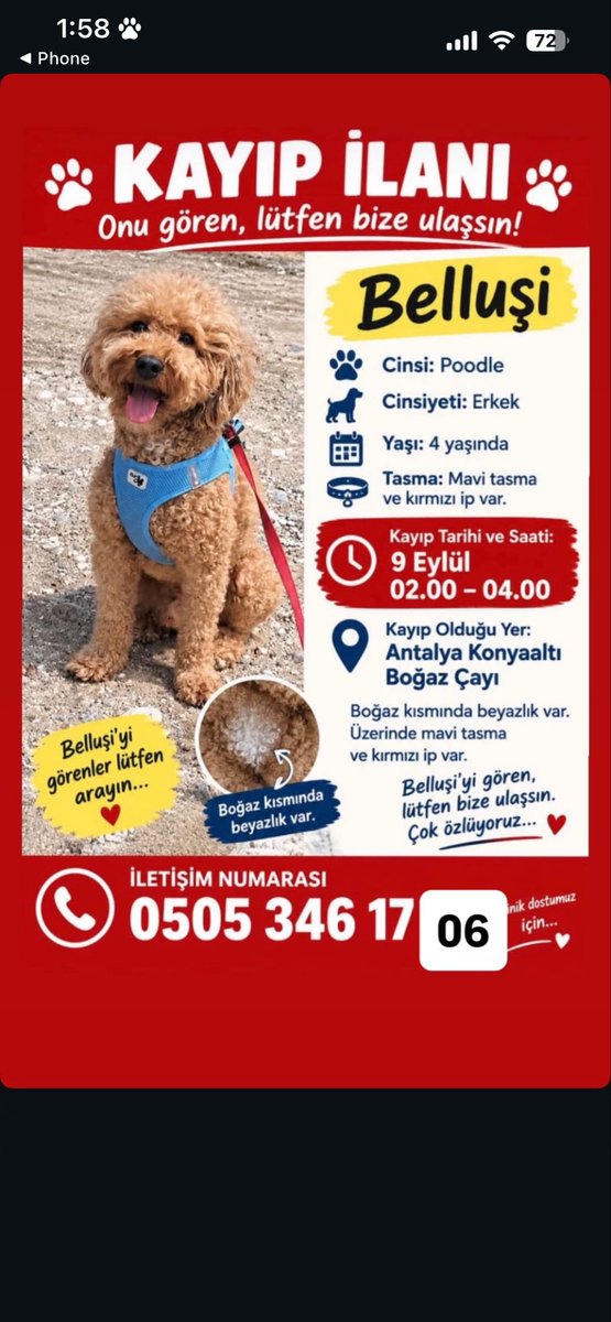burciiindogan's tweet photo. Belluşi, üzerinde mavi tasması ve kırmızı ipi ile kayboldu. Çipi var. Lütfen paylaşabilir misiniz, oğlumuza kavuşmamız için yayalım. 
Haydi Antalya 🙏
#antalya #kayıp #poddle #kayıpilanı https://t.co/0tCg87COGZ