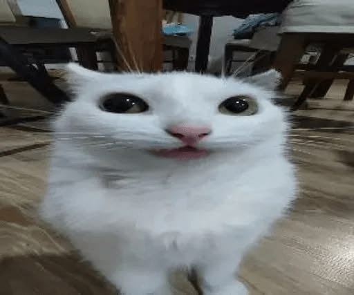 ZaiKowy's tweet photo. czasami dojdziesz do momentu w życiu gdzie zdasz sobie sprawę że jesteś niskokluczowo fagotem i cwelem ale to jest okej https://t.co/ecpBZpvUV5