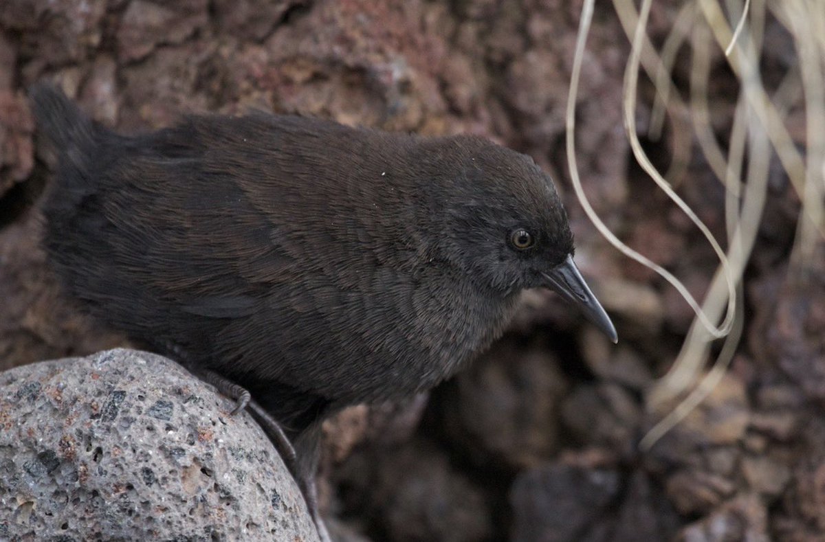 birdsoftoday's tweet photo. bird of the day 3: inaccessible island rail
(laterallus rogersi)

> found in: Inaccessible Island (endemic)
> habitat: grassy fields, forests, shorelines and cliffs
> eats: invertebrates, including worms, insects, and isopods
> status: vulnerable 

📸: https://t.co/yVx9MMykad https://t.co/WXEu1hOusQ