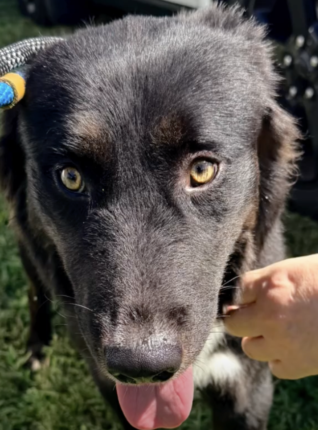 PilotsNPaws's tweet photo. Wecome to NJ Sherman. You're finally getting the life you deserve. Grateful to all who made his life saving #freedomflight possible. #Code3AnimalRescue
#PilotsNPaws (Gregory, David, & Bre)
#UnforgottenSoulsRescue
#TheAnimalOrphanage #paesonboard
https://t.co/8oIrApYA0A https://t.co/YZqdmoYwdD