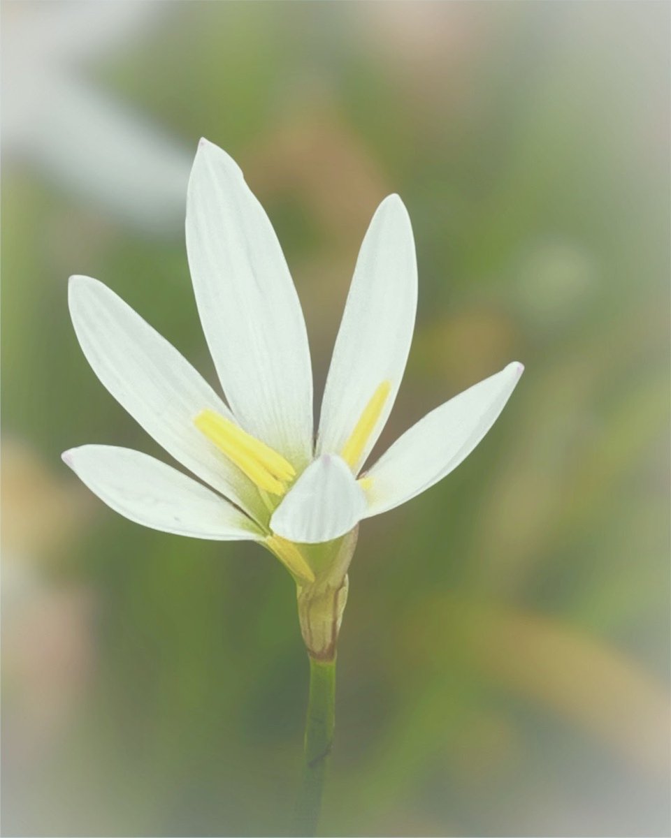 Photo07Machi10's tweet photo. 花 植物 実 自然 景色
#TLを花でいっぱいにしよう
#キリトリセカイ #花写真
#タマスダレ https://t.co/jORPdDOv7k