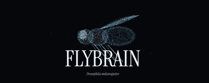 frvltflvdcv's tweet photo. @fruitflydev In the Meantime: Users are invited to vote on the FLYBRAIN Rewards Date.

All active voters will gain a bonus allocation upon launch.

Find out more at: https://t.co/5WRGLB4JZd https://t.co/0AasyTc8mH