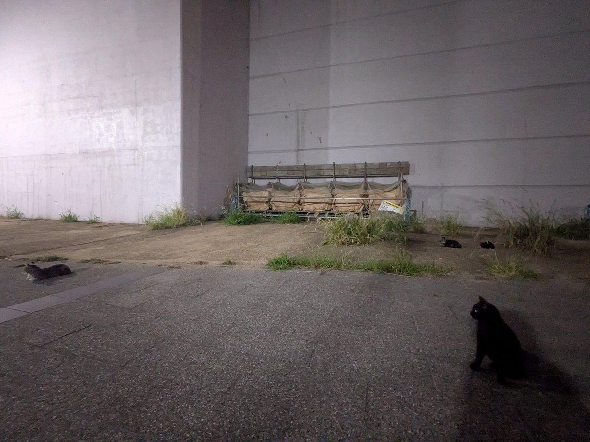 sahohime_'s tweet photo. 夜カフェイベントお邪魔したら、ネコチャンも集会してたので混ざってきた🐾
(ので、ピンカラ遅刻…)
夜のお散歩が心地よい時期になりましたね🍁 https://t.co/8WM25NsMsK
