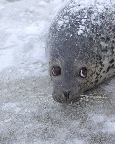 fiddlerboi's tweet photo. Seals always look so funny and cute when you can see the whites of their eyes https://t.co/incuHOza1C
