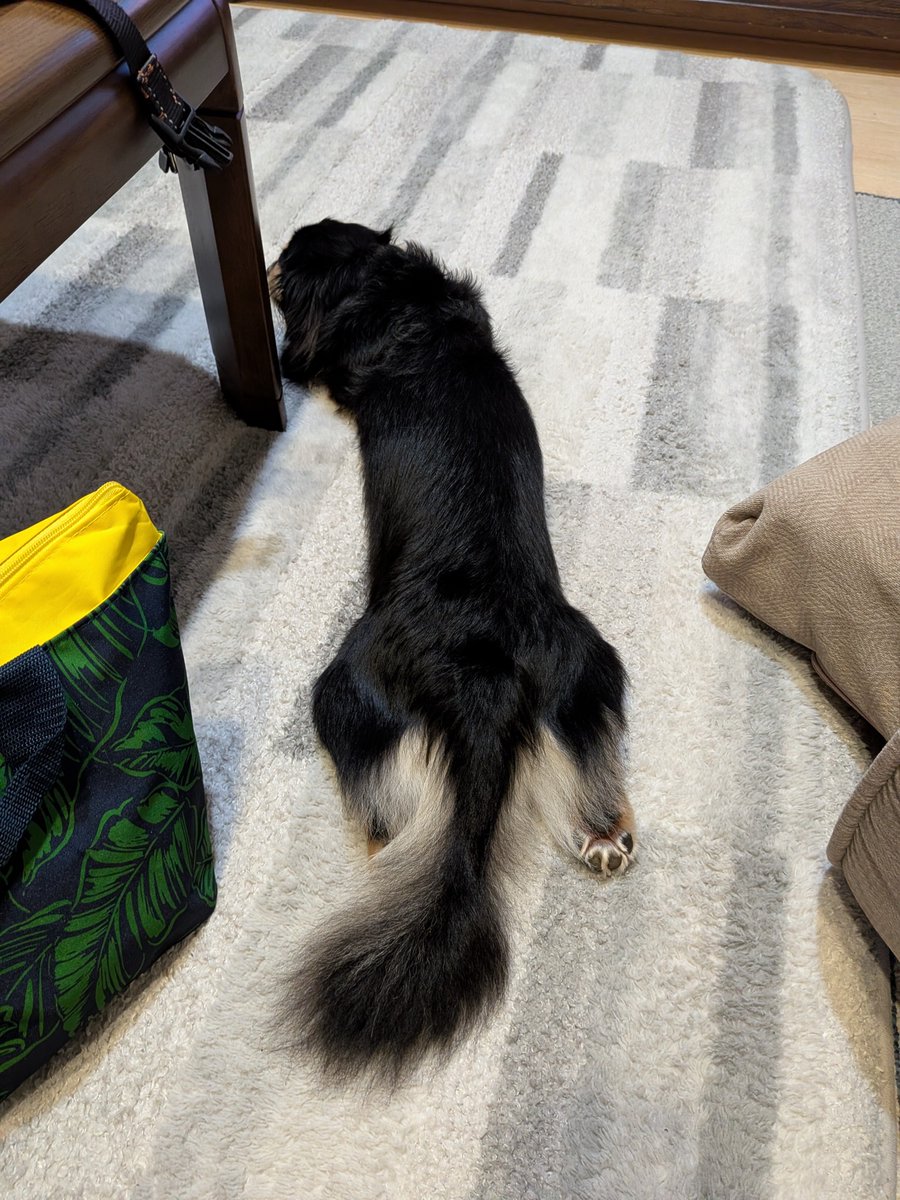 yy__4__r's tweet photo. 仕事もしんどいしCafeも落選だから呑気に長い体を伸ばして寝てる犬を叩き起していじめる(やめろ) https://t.co/Ausf5pqPyn