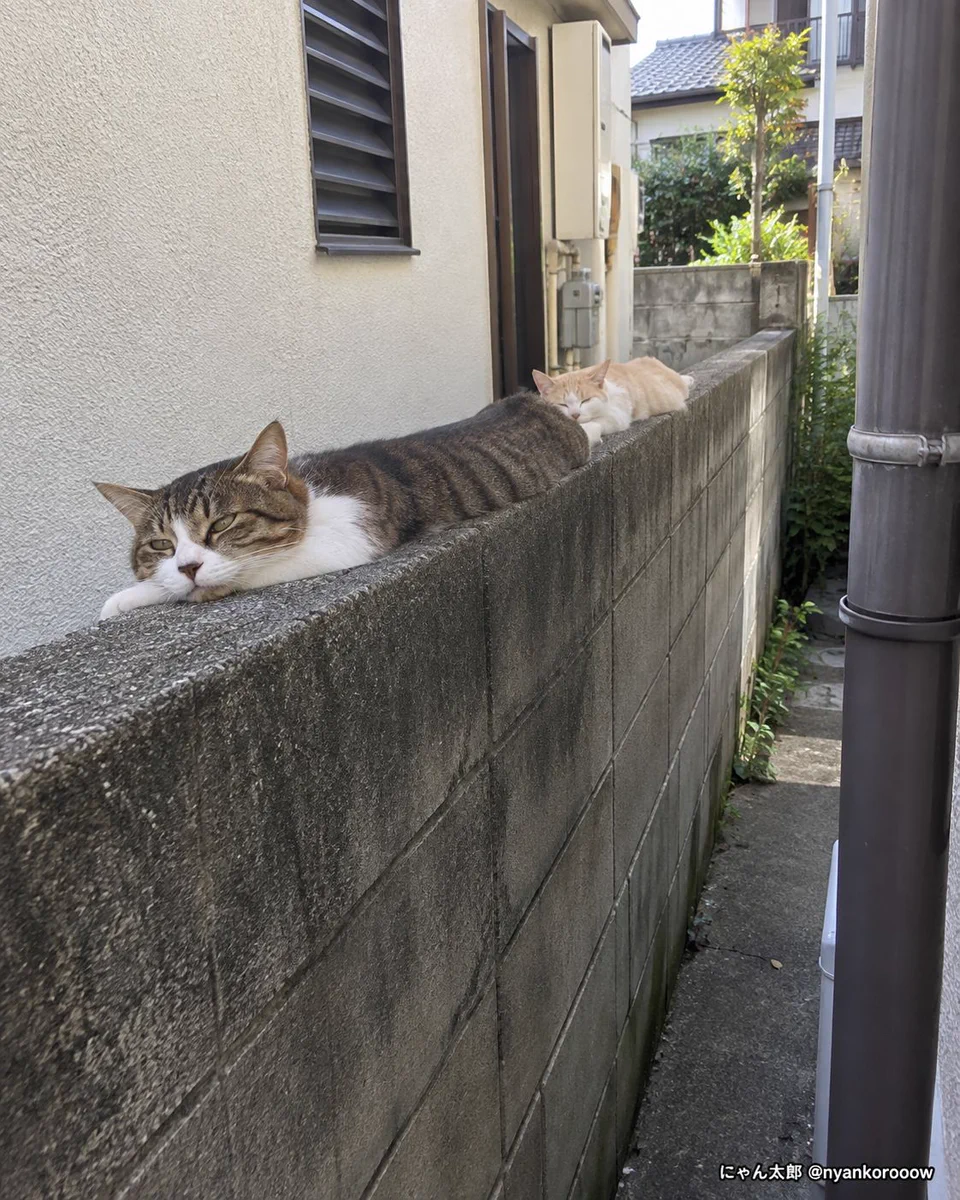 にゃん太郎｜猫画像｜Funny Cats on X: 