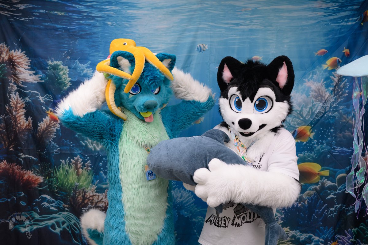 mato_husky's tweet photo. Oh nu I am octopus 🐙, shark 🦈 want to bite me 😳🙈 pwease somebody save husky 🐶🐾 I mean octopus 🙈

📷 @littlepawsnep 🥰
🧵 @Bambilijas + @RokajTheHusky 🥰

#happyfursuitfriday
#FursuitFriday
#furry #furrsuit #fursuiter #furryfandom https://t.co/5GXrCNB4W5