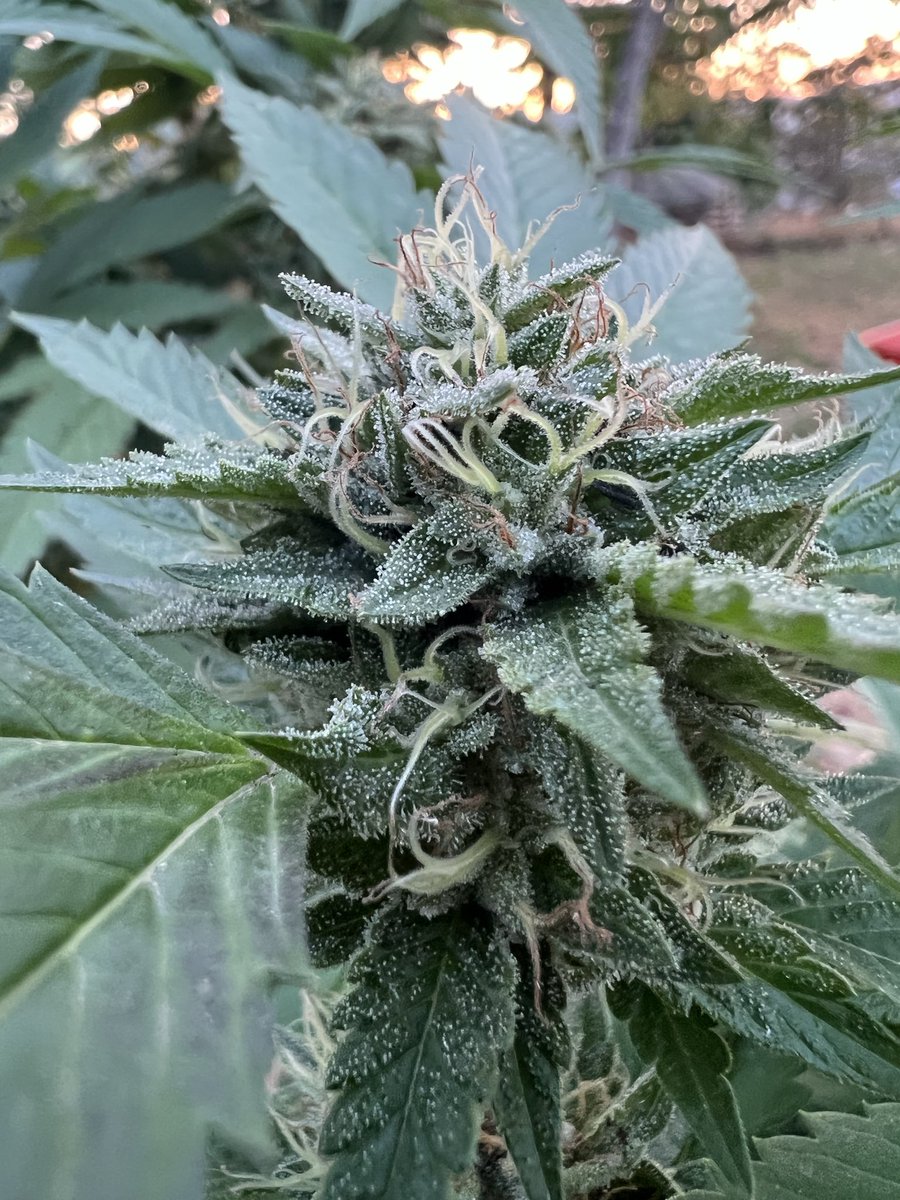 TwoDogSeeds_Co's tweet photo. This is KeyLimePie

We have her crossed to ‘91

Excited to see what @duckdodgers68 does with that….go check his grow log goin on right now https://t.co/257L6peUkj